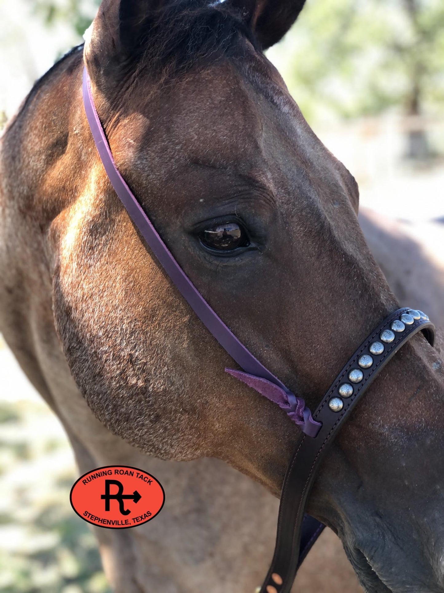 Tiedown Noseband with Dark Purple Leather Accents and Antique Silver Dots