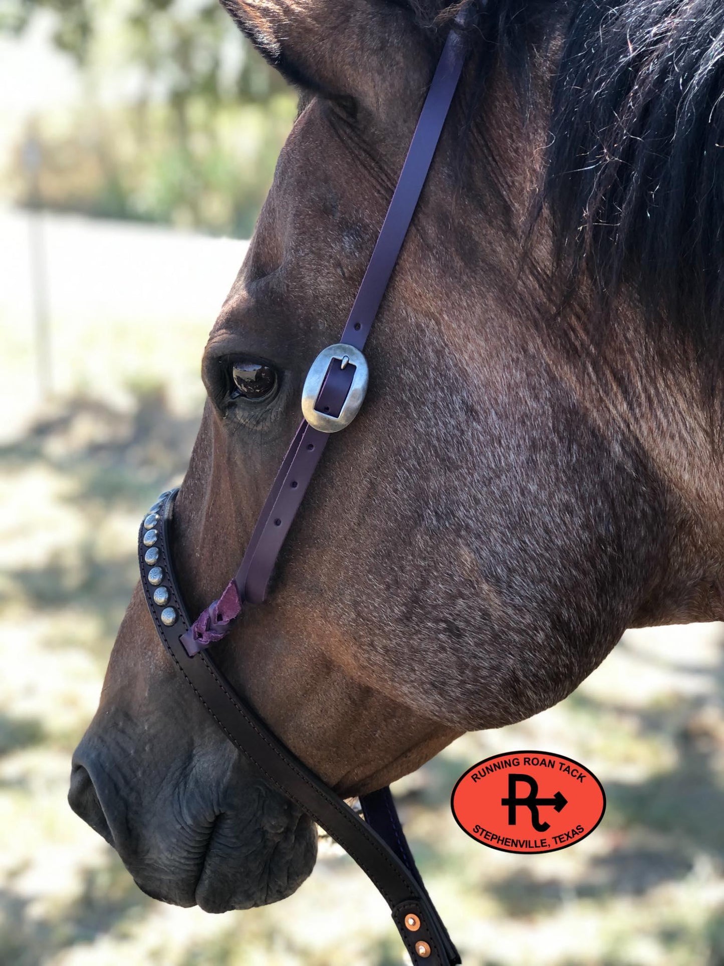 Tiedown Noseband with Dark Purple Leather Accents and Antique Silver Dots