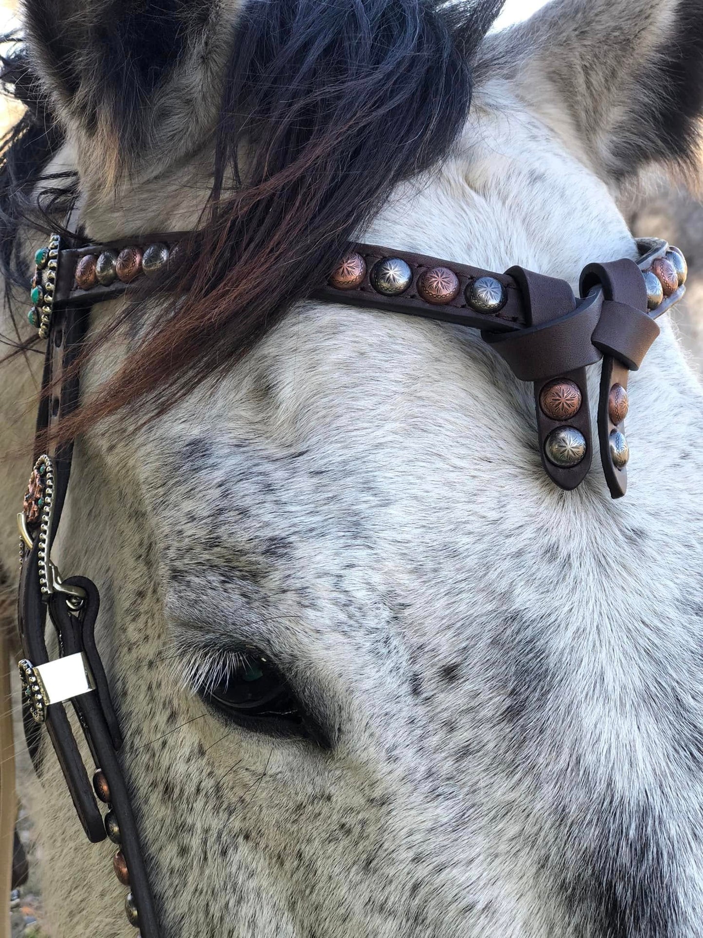 Futurity Knot Browband Headstall with Multicolor Dots and German Silver Flower Hardware 36"-43"