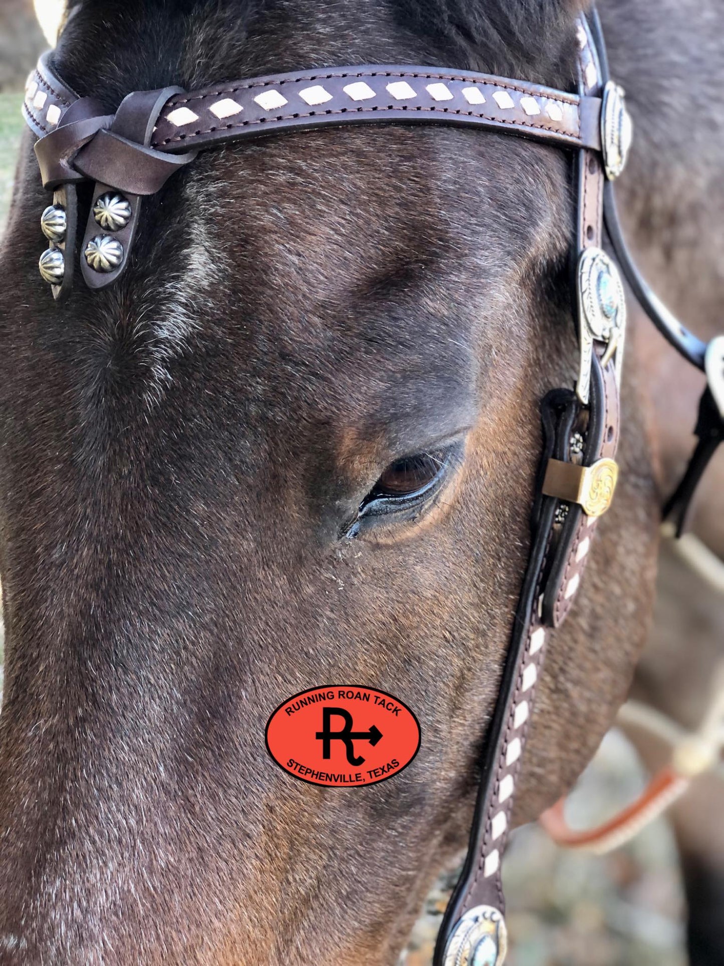 Futurity Knot Browband Headstall with White Buckstitch and German Silver Hardware 36"-43"